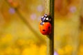 Ladybug on the stem of a flower.