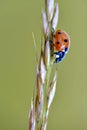Ladybug on stem