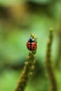 Ladybug on stem