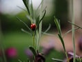 Ladybug on stem of Spanish lavender plant Royalty Free Stock Photo