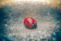 Ladybug on street