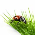 Vibrant Ladybug In Green Grass On White Background