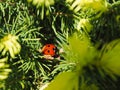 Ladybug in a sugarloaf spruce, macro shot on a sunny spring day