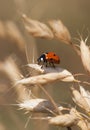 Ladybug in summer
