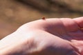 Ladybug in the sun in the palm of a hand