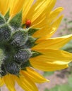 Ladybug and Sunflower Royalty Free Stock Photo