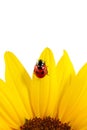 Ladybug on sunflower Royalty Free Stock Photo