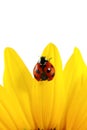 Ladybug on sunflower