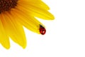 Ladybug on sunflower Royalty Free Stock Photo