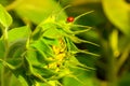 Ladybug on a sunflower Royalty Free Stock Photo