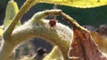 Ladybug on a sunflower. Royalty Free Stock Photo