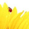 Ladybug on sunflower Royalty Free Stock Photo