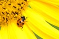 Ladybug on Sunflower