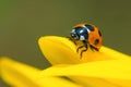 Ladybug on Sunflower Royalty Free Stock Photo