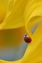Ladybug on sunflower petal