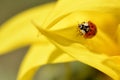 Ladybug on sunflower petal