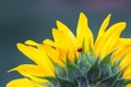 Ladybug on the sunflower Royalty Free Stock Photo