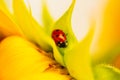 Ladybug on sunflower, summer time, beetle time, postcard