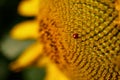 Ladybug on a Sunflower