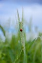 Ladybug Royalty Free Stock Photo