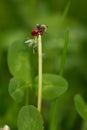 Ladybug Royalty Free Stock Photo