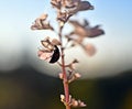 A ladybug on Swedish ivy, Plectranthus verticillatus