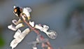 A ladybug on Swedish ivy, Plectranthus verticillatus
