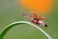 Ladybug take-off from culm