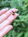 The ladybug take off from a woman`s hand