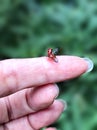 The ladybug take off from a woman`s hand