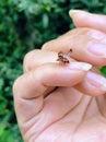 The ladybug take off from a woman`s hand