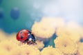 Ladybug on tansy flower