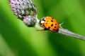 Ladybug on thistle. Royalty Free Stock Photo