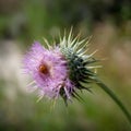 Ladybug thistle Royalty Free Stock Photo