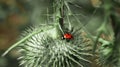 Ladybug on the thistle. Macro shot of insects.