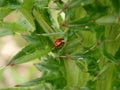 Ladybug in thorn bush