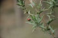 Ladybug on thorn leaf, natural nature