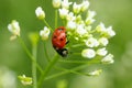 Ladybug on tiny white flowers at green blurred background. Macro photo. Royalty Free Stock Photo