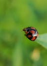 A ladybug on the tip of the leaf ready to fly Royalty Free Stock Photo
