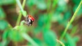 Ladybug on top. Ladybug comin on top leaf