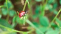 Ladybug on top. Ladybug comin on top leaf