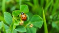 The macro portrait of the ladybug on a green leaf