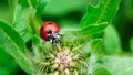 The macro portrait of the ladybug on a green leaf