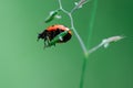 Ladybug in the top of a plant, Coccinellidae, Arthropoda, Coleoptera, Cucujiformia, Polyphaga Royalty Free Stock Photo