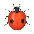 Ladybug, top view of ladybird beetle with black dots on red wings
