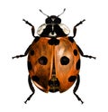 Ladybug top view Royalty Free Stock Photo