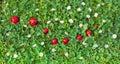 Ladybug toys on lawn with lots of small daisy flowers