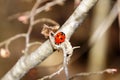 Ladybug on a tree branch close up Royalty Free Stock Photo
