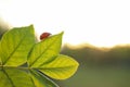Ladybug on tree branch with young green leaves outdoors. Spring season Royalty Free Stock Photo