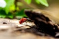 ladybug on a tree in a forest , beautiful sun ligths Royalty Free Stock Photo